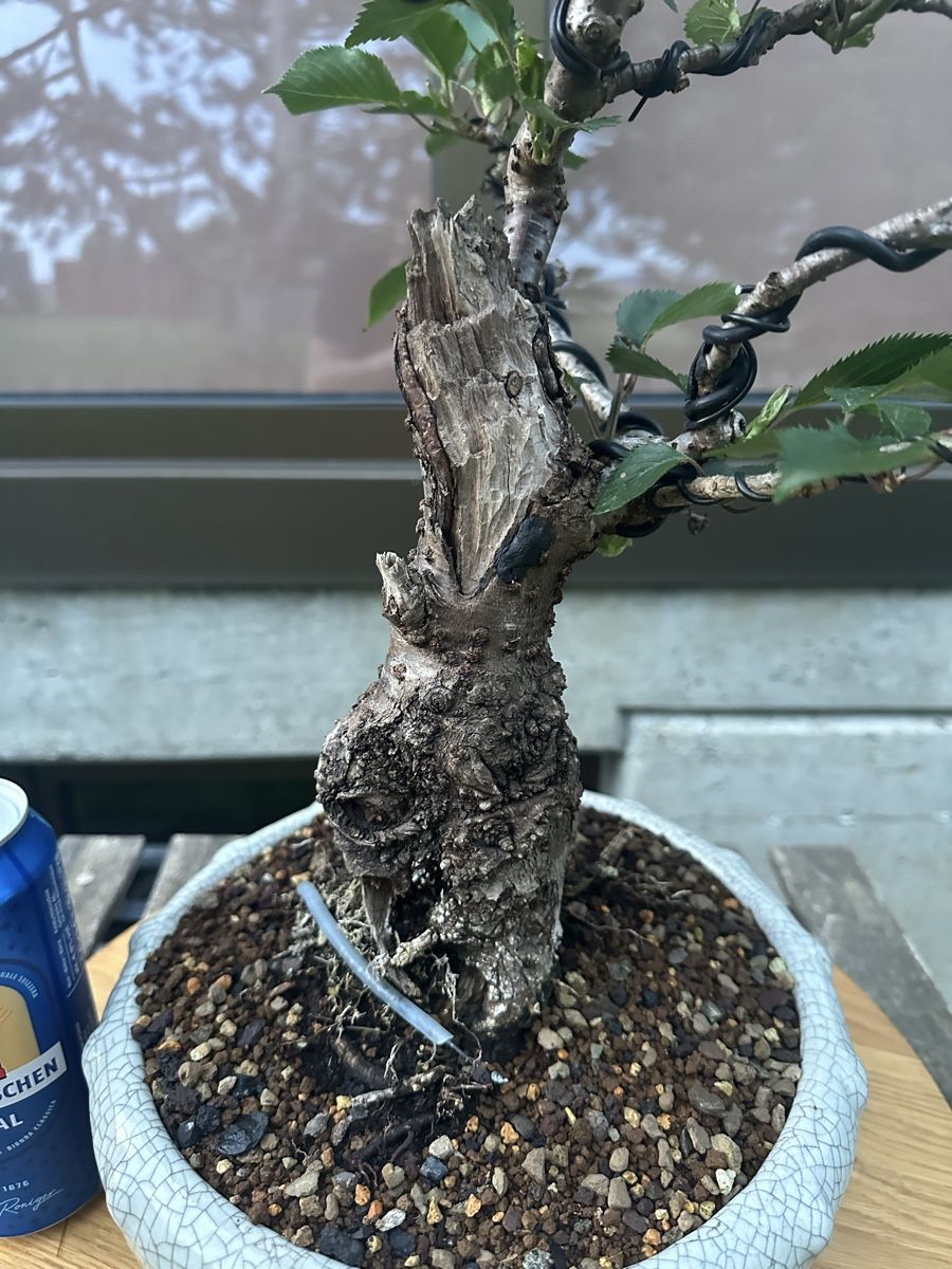 Prunus serulata / Japanische Bltenkirsche Bonsai (Neu (gemss  Beschreibung)) in Suhr fr CHF 185  nur Abholung auf Ricardo kaufen