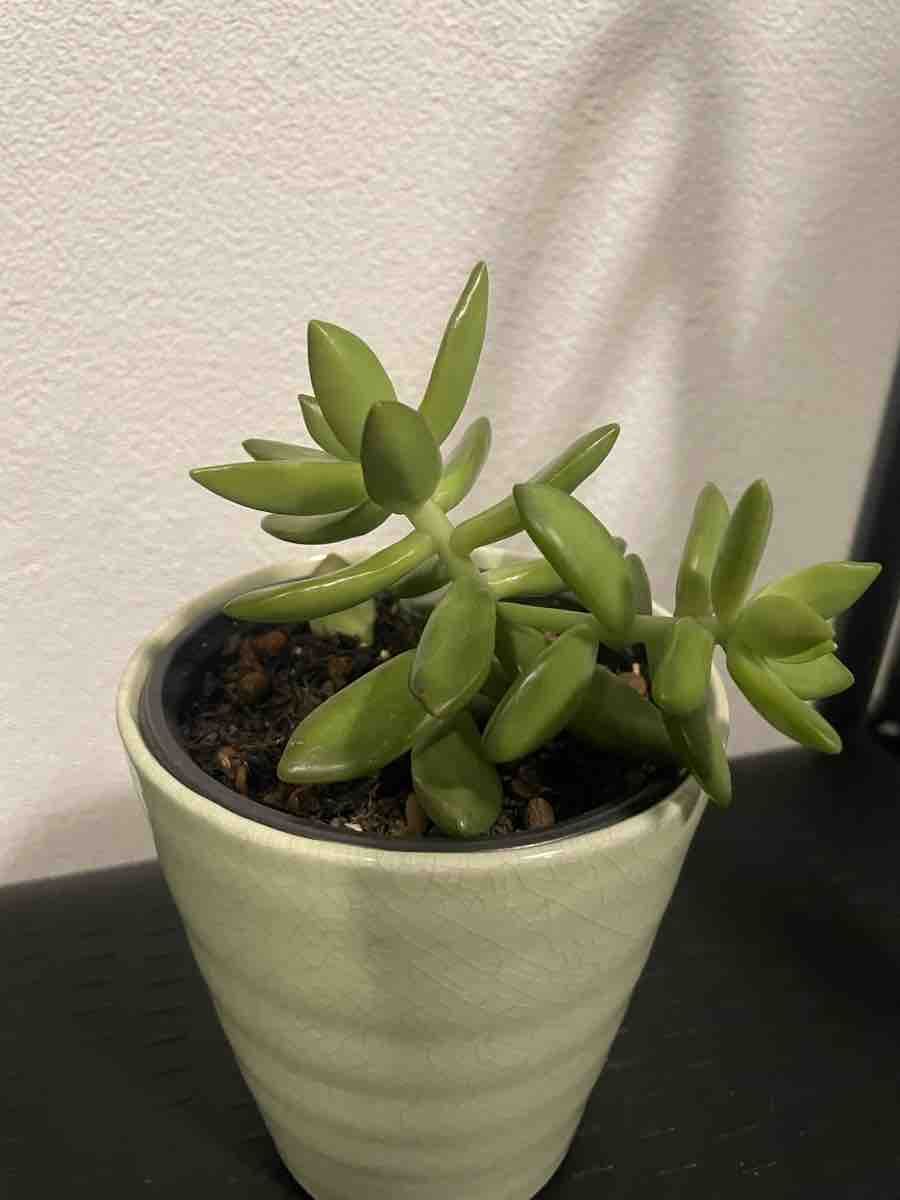 Piante & sementi: Succulent in Decorative Pot – Nuovo (secondo la descrizione) da Uster venduto da momogarden 2