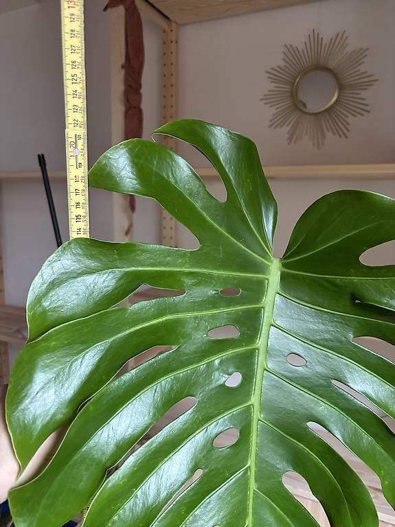 Pflanzen & Samen: Riiesige Monstera  – Gebraucht aus Kriens von nor_5ph9 4