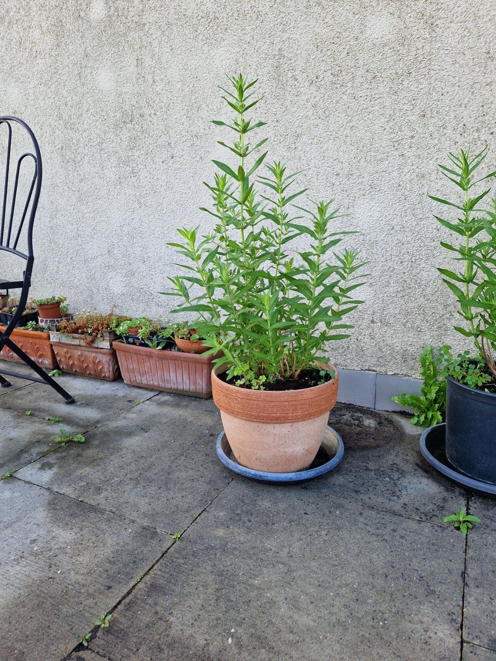 Piante & sementi: Balkon-/Gartenpflanze: Blutweiderich – Usato da Münchenbuchsee venduto da Aare22 4