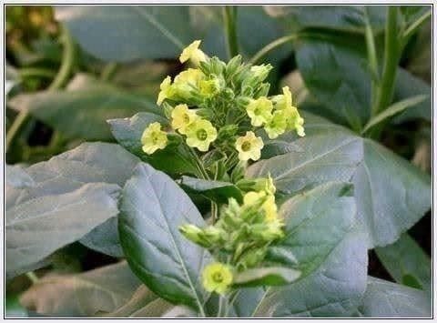 Piante & sementi: TABAC AZTEC sacred MAPACHO – Nuovo (secondo la descrizione) da Bremblens venduto da FIBONACCI369 3