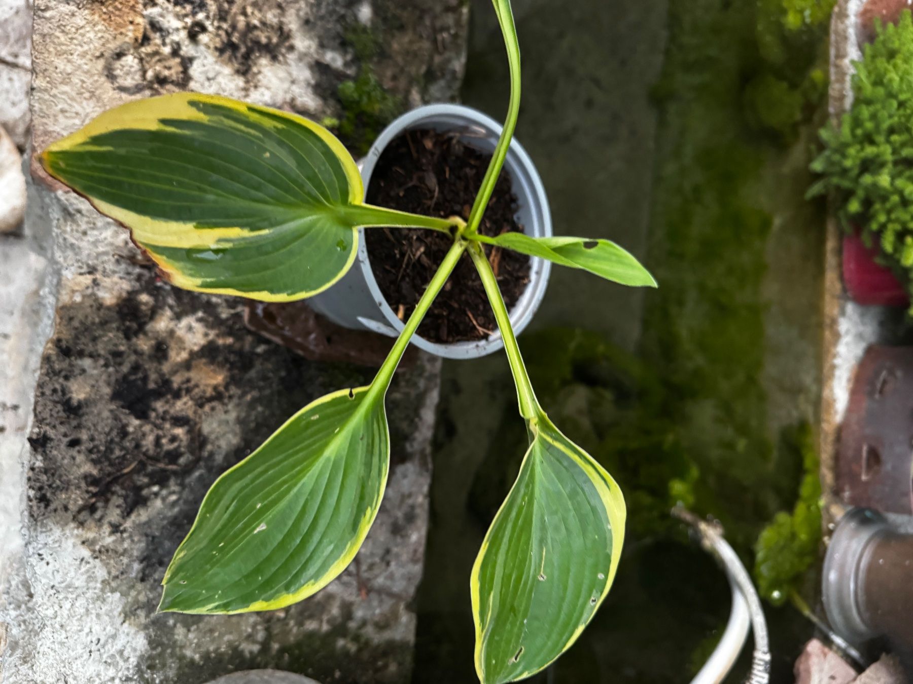 Piante & sementi: Hosta Bohemia Bamboo Island – Usato da Lajoux JU venduto da Briard0 1