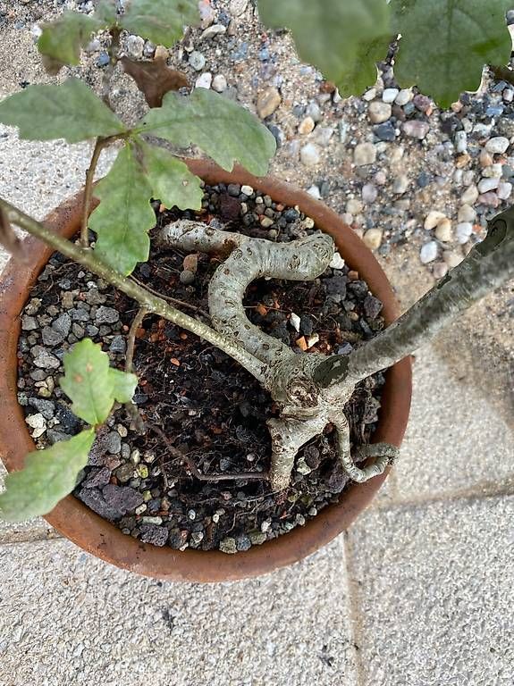 Piante & sementi: Bonsai Eiche in Tonschale - ab Samen / Eichel gezogen 2016 – Usato da Allenwinden venduto da guetzli20 4
