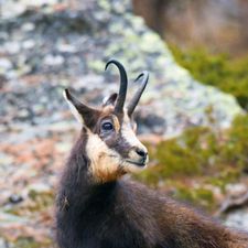 Profile image of Gaemschbock