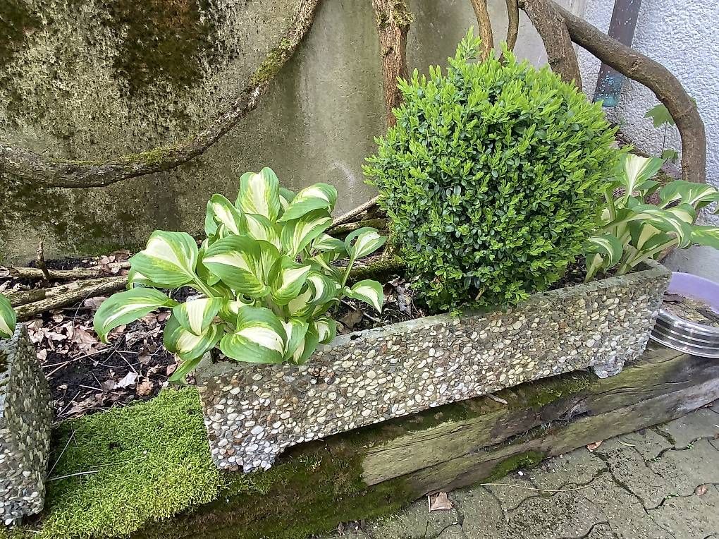 Vasi per fiori: Blumenkiste bepflanzt – Usato da Bürglen TG venduto da jap_dcm6 1