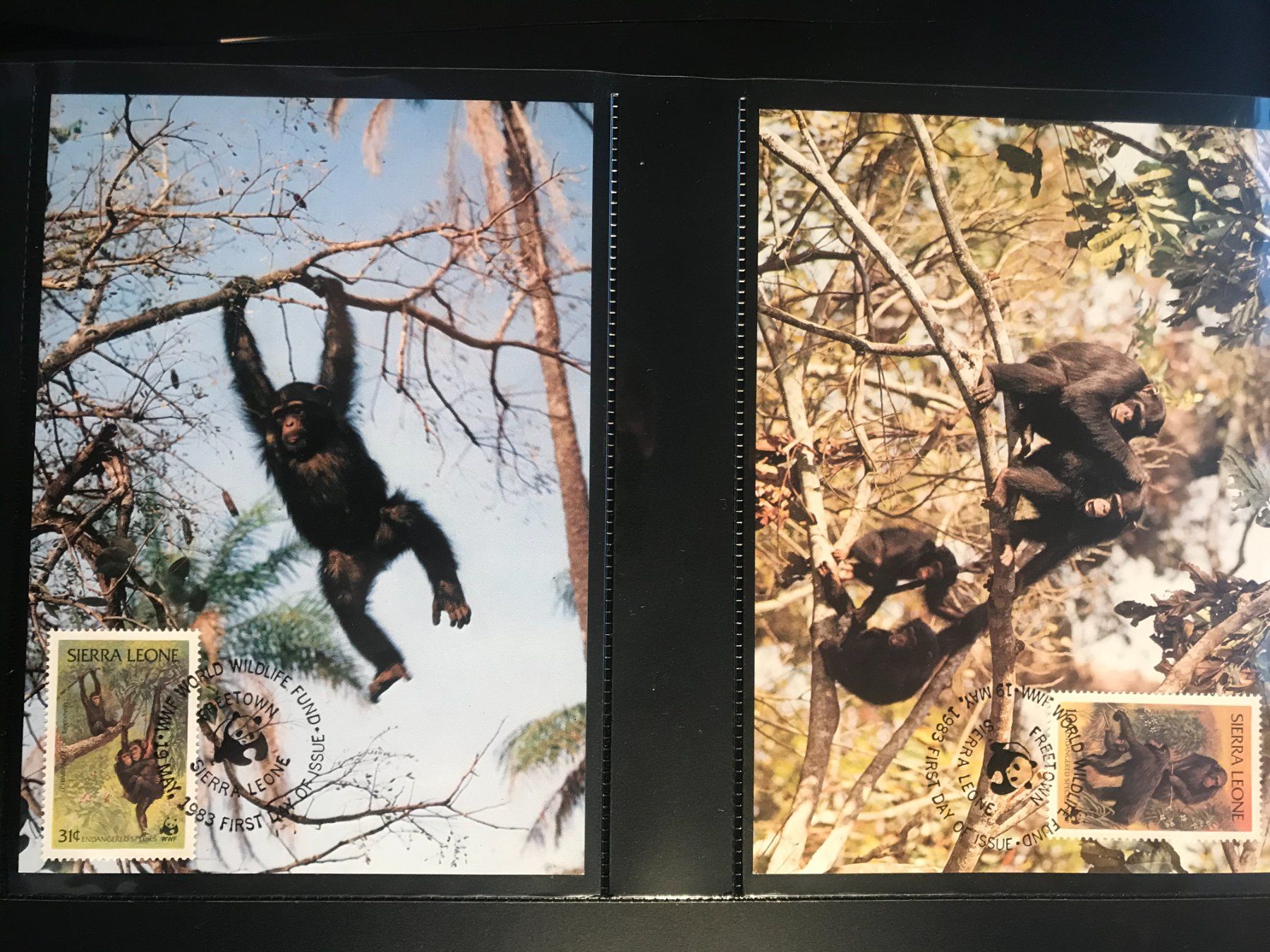 Tutti i francobolli: Sierra Leone 1983 Satz WWF Schimpanse Maximumkarten – Nuovo (secondo la descrizione) da Liestal venduto da schnueps