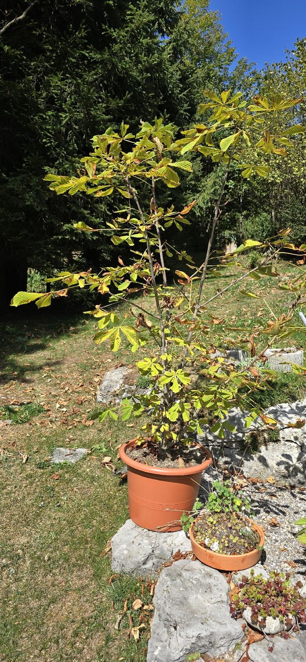Piante & sementi: Kastanie / Rosskastanie – Usato da Emmetten venduto da Amelandrea