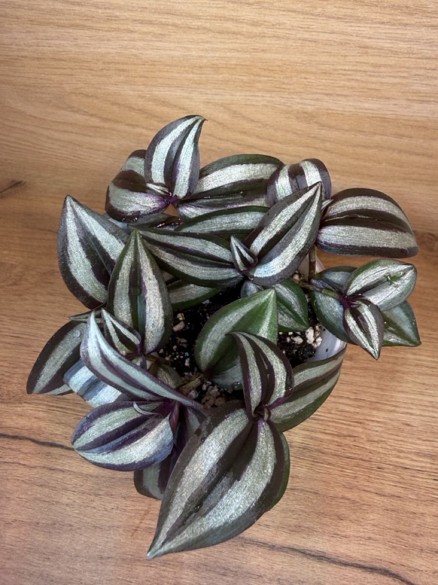 Piante & sementi: Tradescantia Zebrina  – Nuovo e nell'imballaggio originale da Basel venduto da tamy90 2