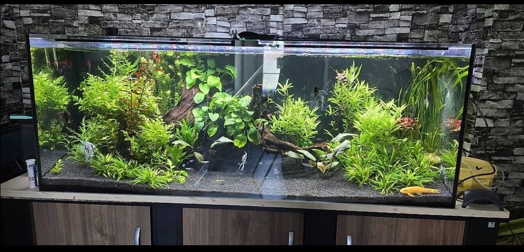 Aquarium: Aquarium ohne shrank  – Gebraucht aus Haslen GL von zol_q9yh