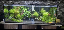 Aquarium ohne shrank 