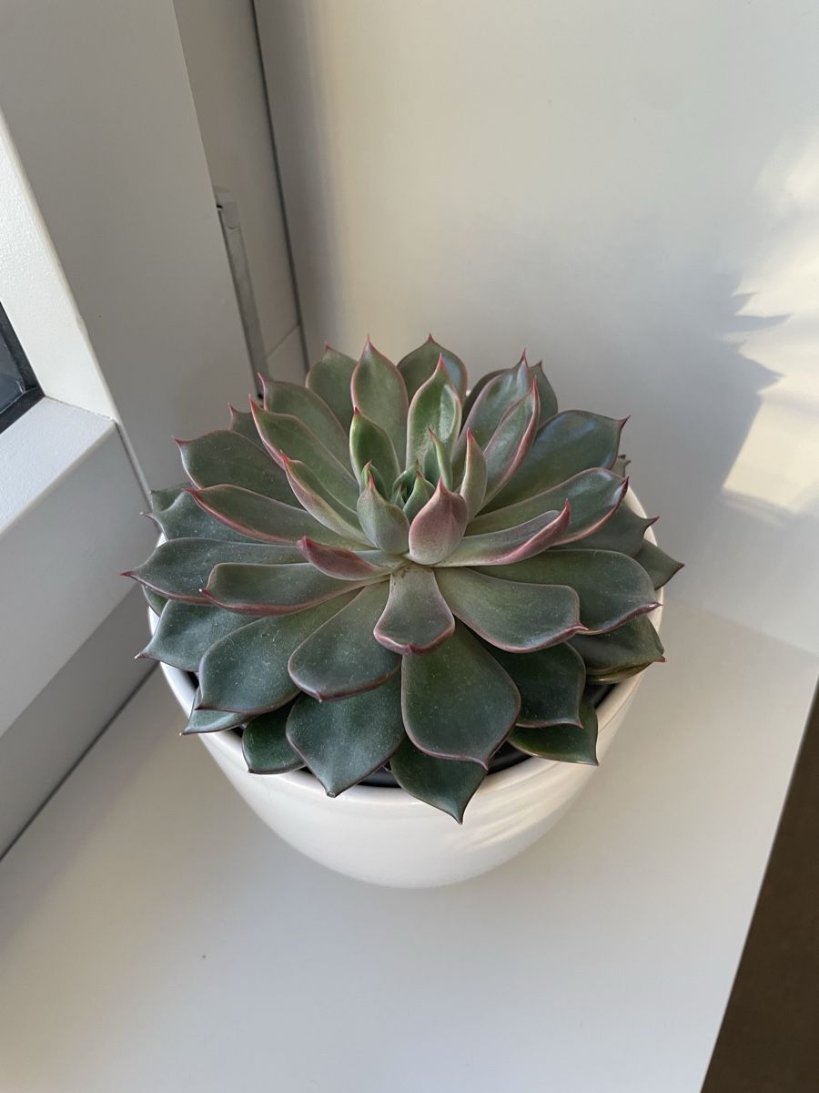 Piante & sementi: Cactus, Echeveria succulent green red leaf  – Usato da Uster venduto da momogarden 2