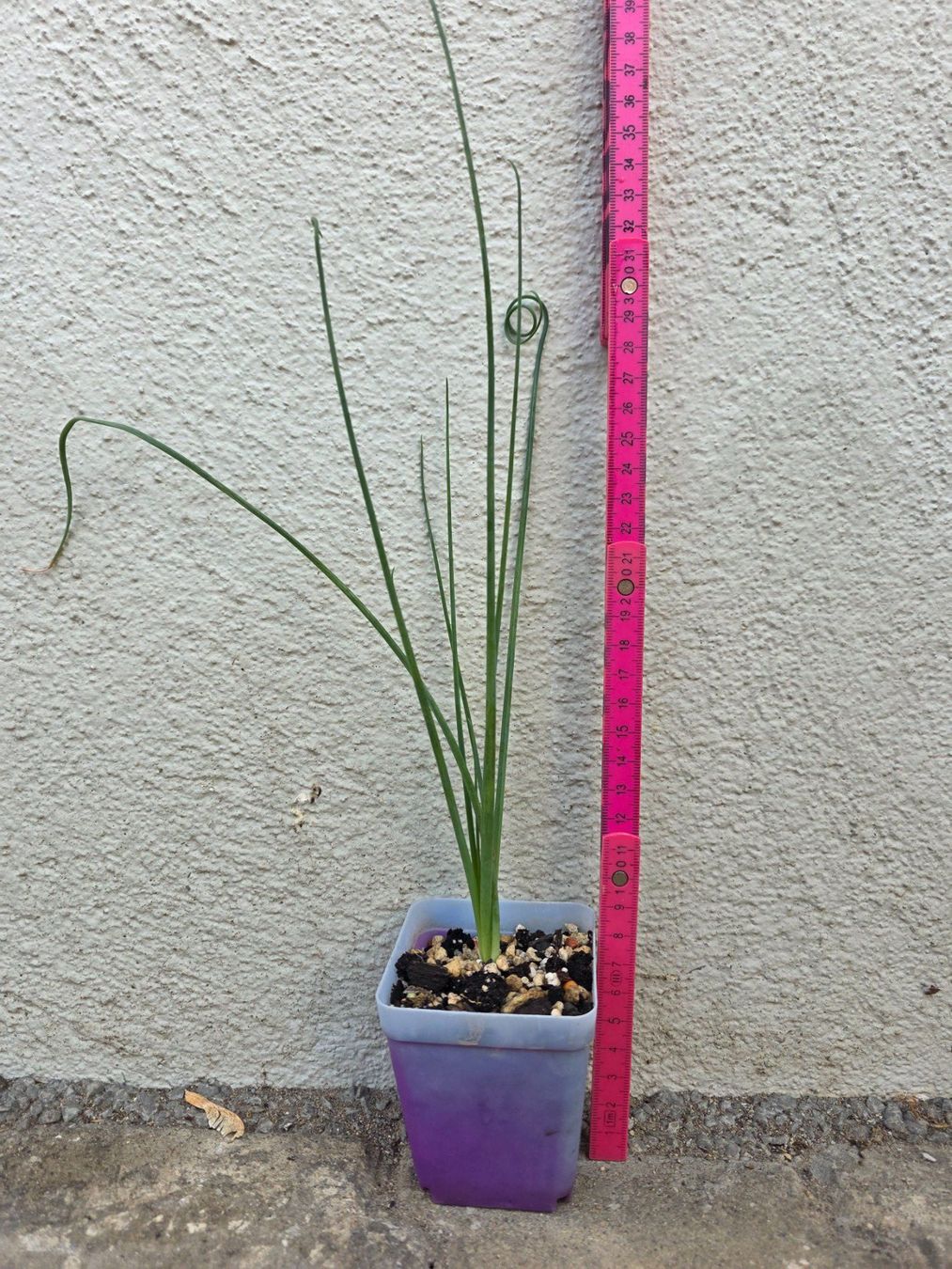 Piante & sementi: Albuca spiralis cv. Frizzle Sizzle – Nuovo (secondo la descrizione) da Thalheim venduto da silvara01 2