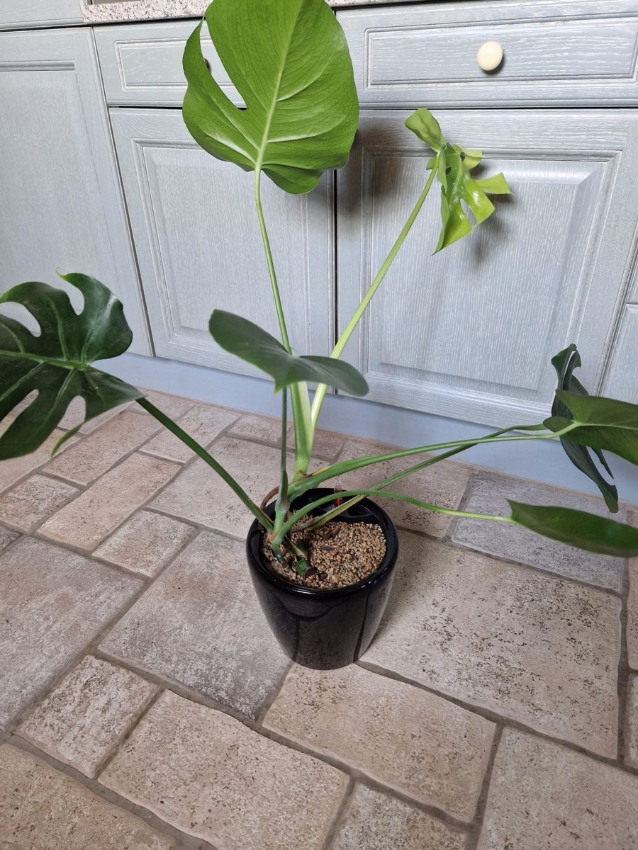 Pflanzen & Samen: Monstera Deliciosa 🪴 – Gebraucht aus Menziken von Ines.Coelho 8