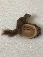 Eichhörnchen, Präparat, ausgestopft, Geschenk, Dekoration