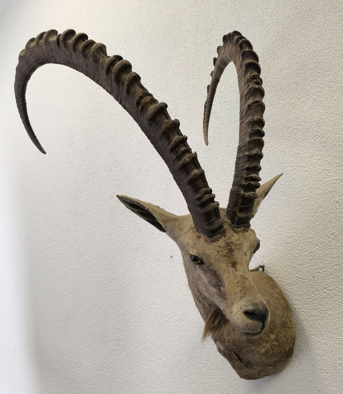 Il mondo degli animali: Steinbock Trophäe – Usato da Rüti ZH venduto da Restwert_Rueti_ZH