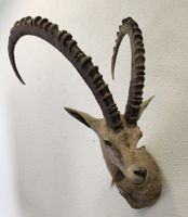 Steinbock Trophäe