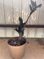 Zamioculcas zamiifolia RAVEN 🌱