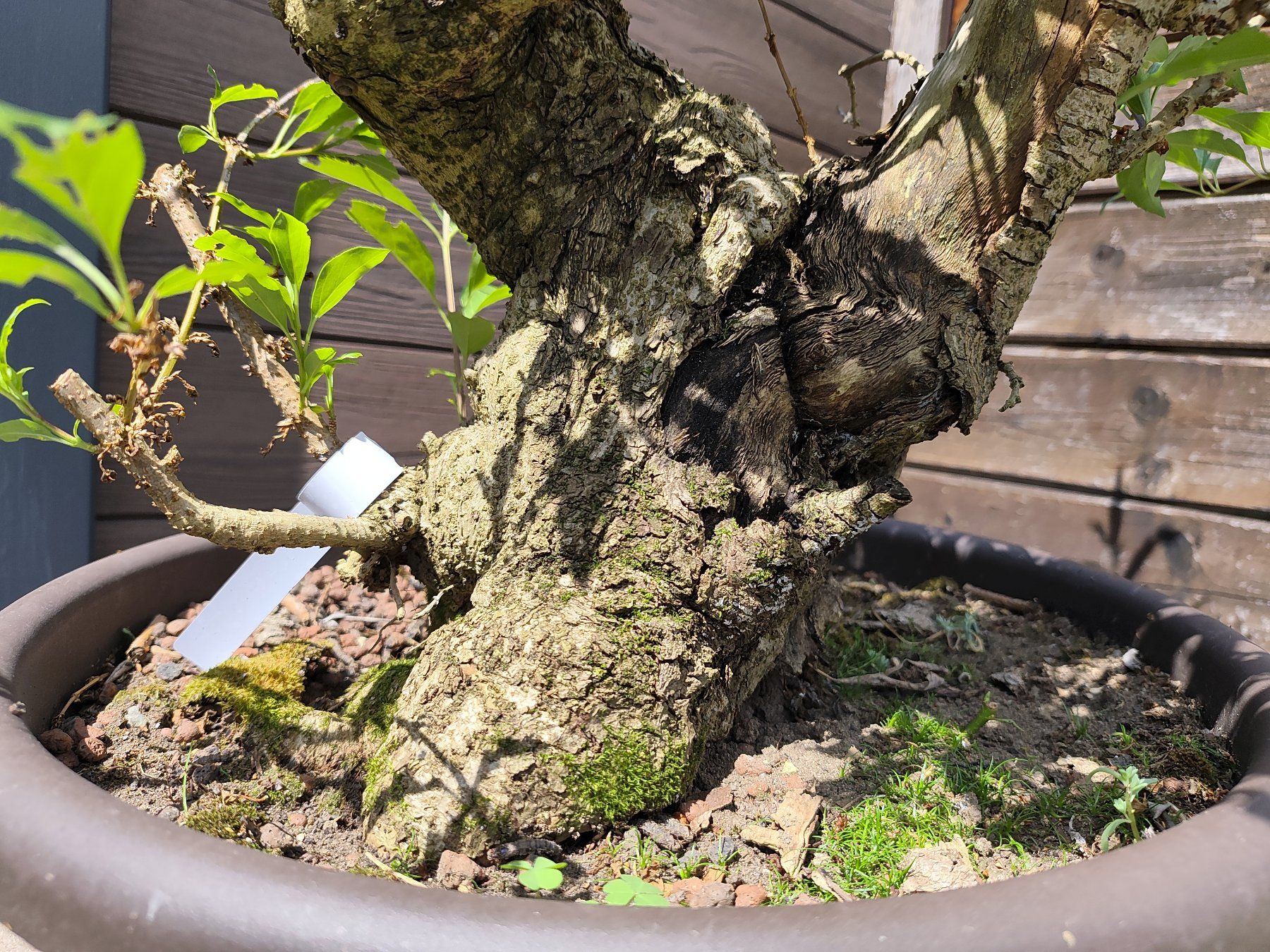 Piante & sementi: Bonsai Rohling Forsythie – Usato da Oberwil BL venduto da suaku 8