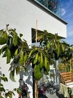 Avocadobaum ca. 1.9m