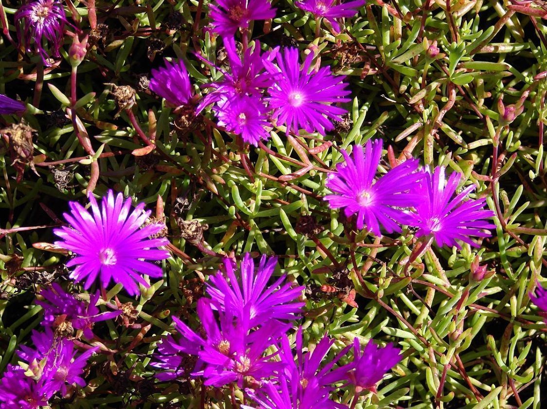 Piante & sementi: LAMPTANTHUS SPECTABILIS - KRIECHENDE MITTAGSBLUME – Nuovo (secondo la descrizione) da Buchs AG venduto da fischli610 1