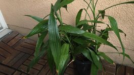 Dracaena – XL Zimmerpflanze 74 cm