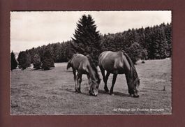Au Pâturage des FRANCHES MONTAGNES - 1955