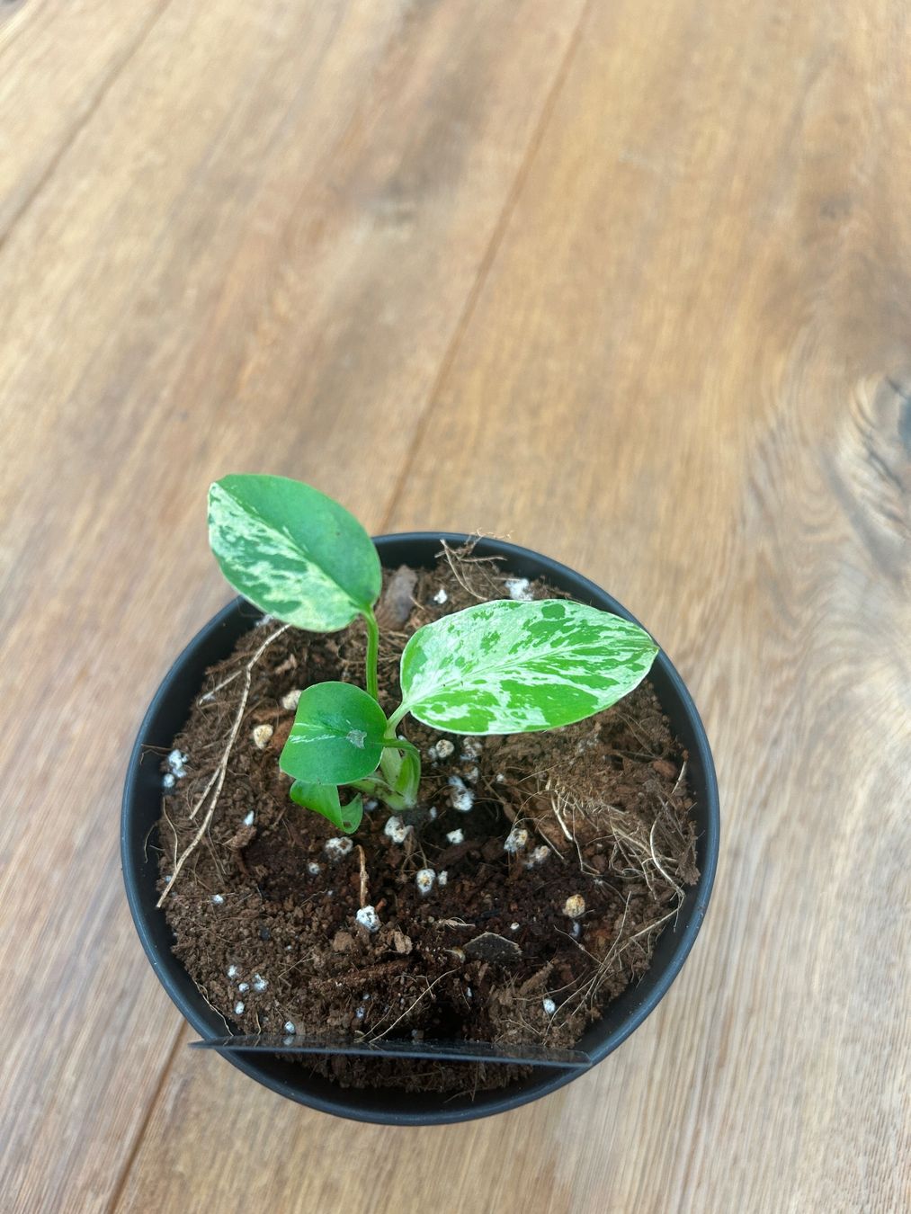 Piante & sementi: Monstera Bulbasur💚 – Nuovo e nell'imballaggio originale da Wattwil venduto da Mikesplantshop 3