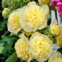100 Samen Gelbe gefüllte Stockrose Chater's Yellow