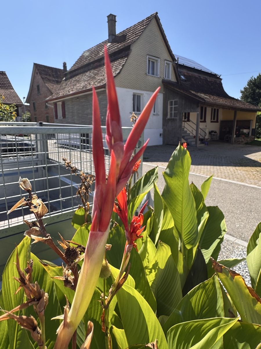 Piante & sementi: Canna Pflanze – Usato da Kümmertshausen venduto da Ghost75 1