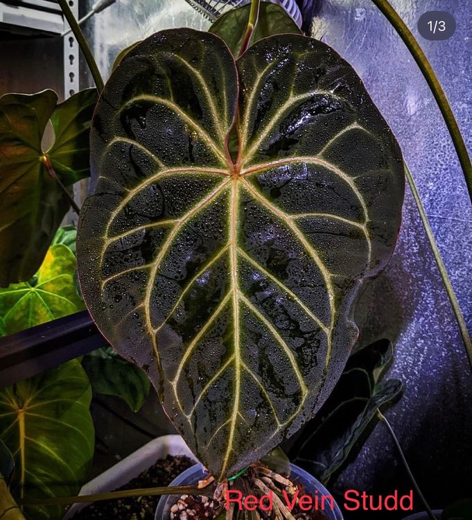 Anthurium red vein studd | Kaufen auf Ricardo