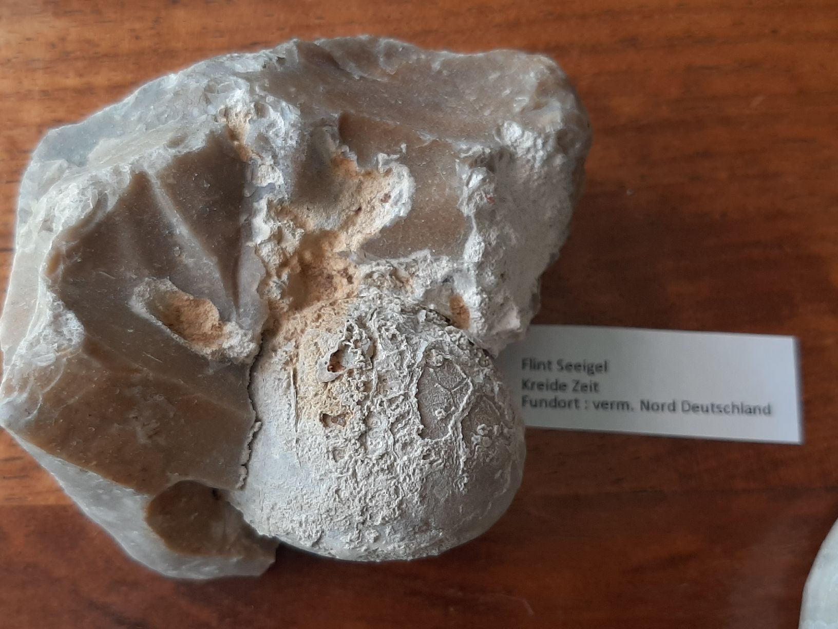 Fossili: Kleine Sammlung fossiler Seeigel  – Usato da Rickenbach BL venduto da Oktober68 2