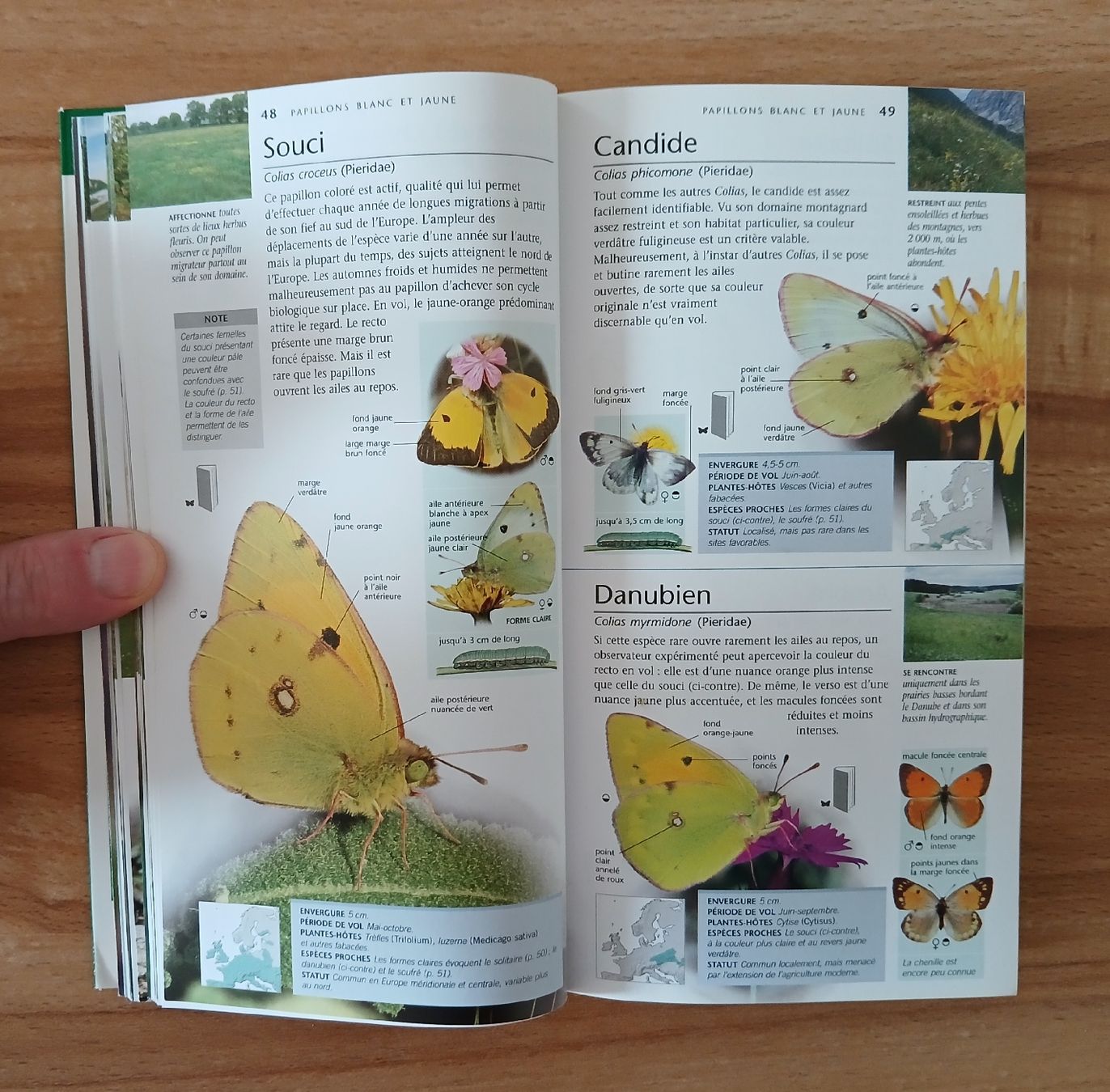 Libri: Papillons, Nature en poche – Usato da Le Sentier venduto da arc_2thy 5