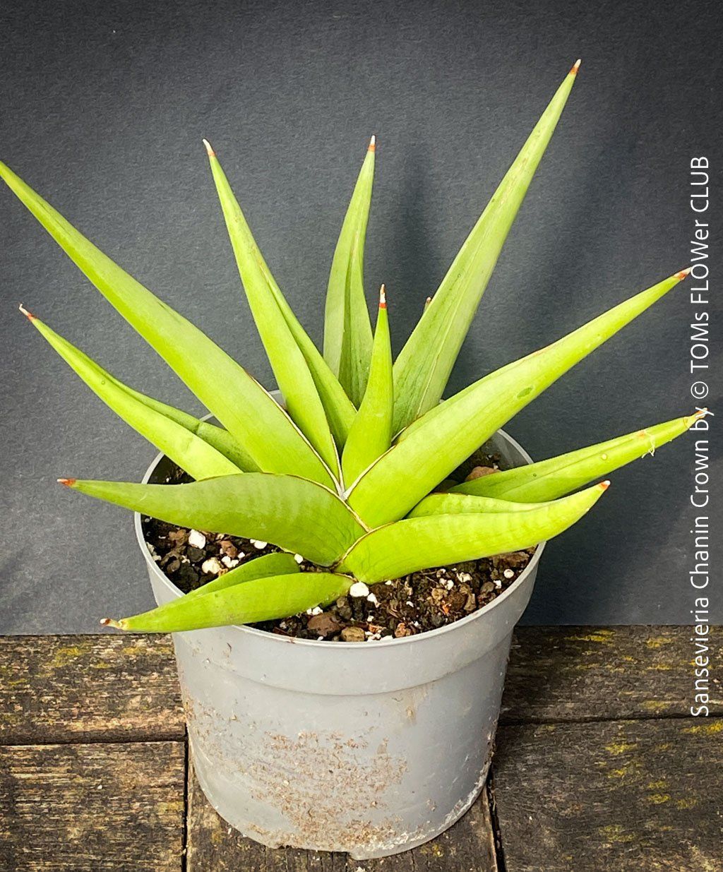 Piante & sementi: SANSEVIERIA CHANIN CROWN - mit wunderschönen Silber-Blättern – Nuovo e nell'imballaggio originale da Adliswil venduto da MarkyForest 4