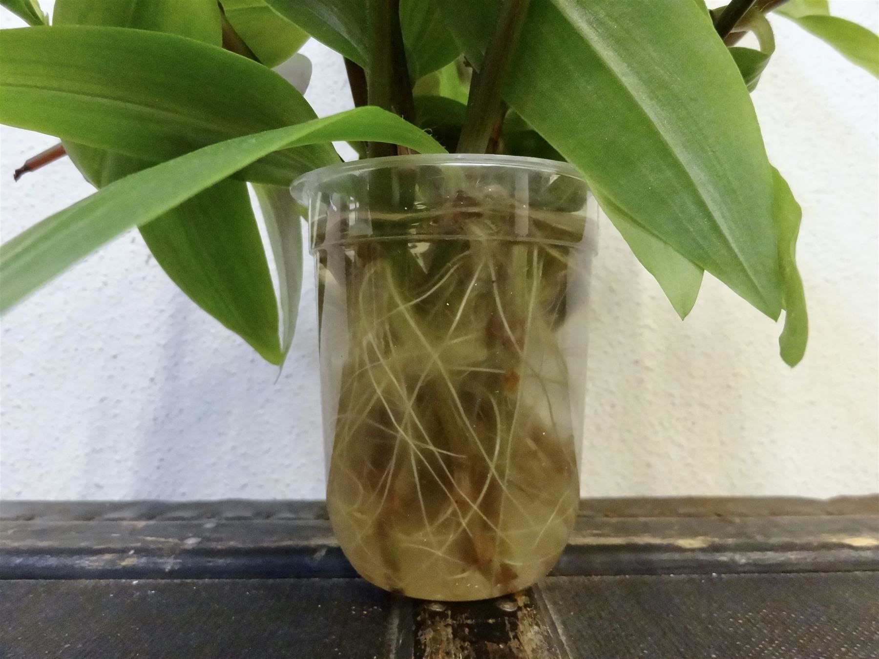 Piante & sementi: Dreimasterblume Tradescantia Fluminensis – Nuovo e nell'imballaggio originale da Kerzers venduto da zimmergruen 9