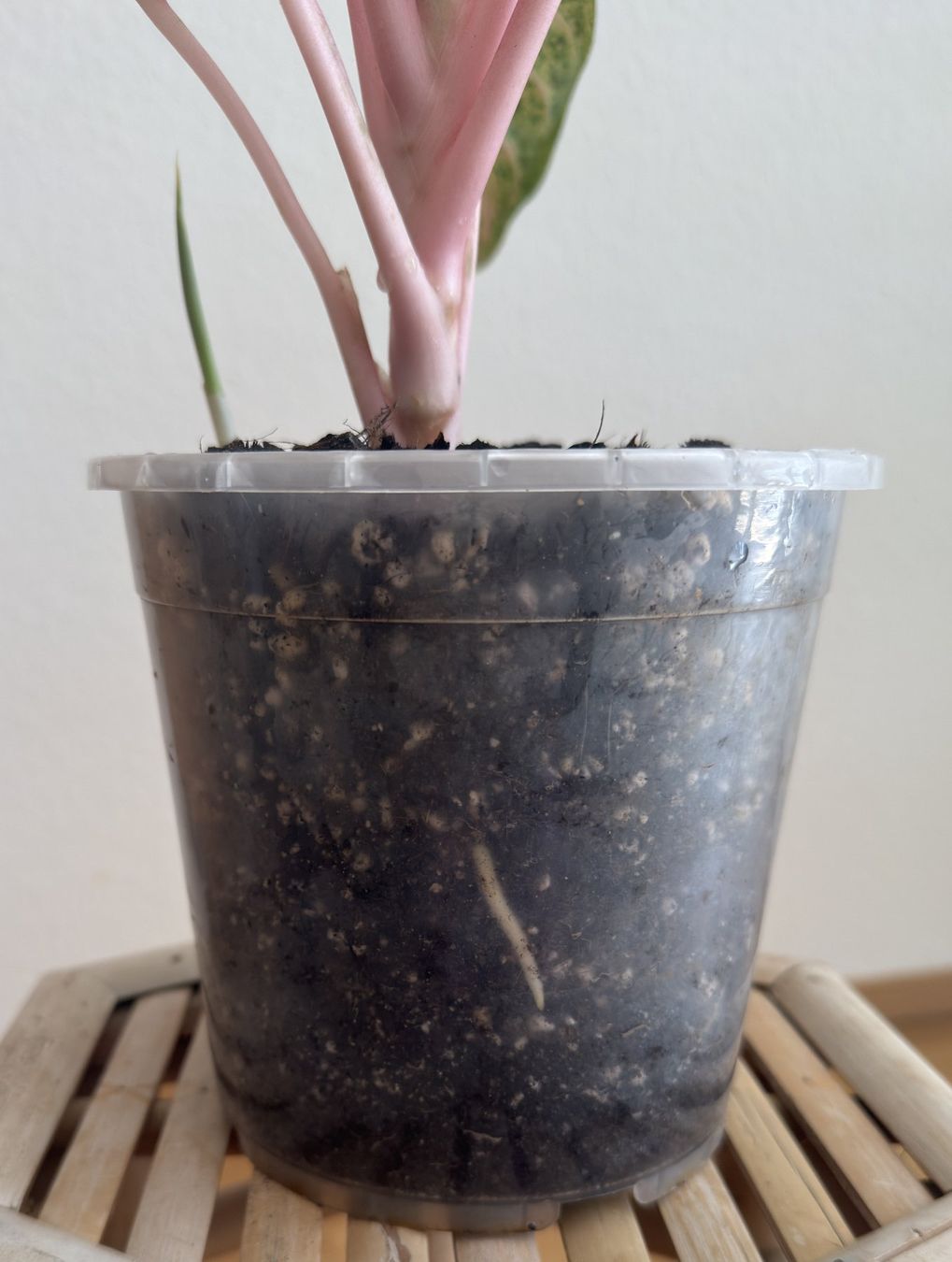Pflanzen & Samen: Aglaonema Cocomelon mit Neuaustrieb – Neu (gemäss Beschreibung) aus Basel von tamy90 2