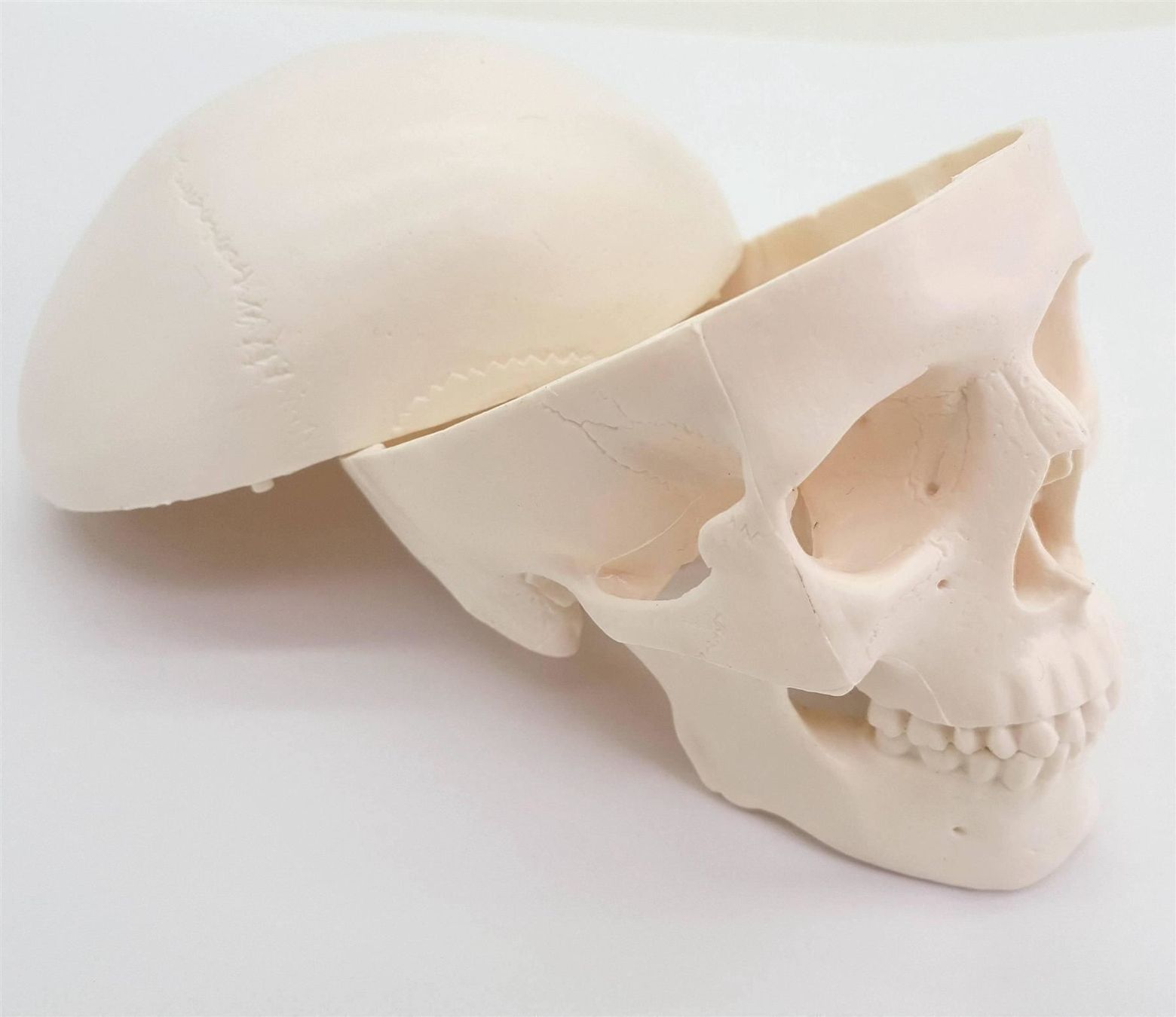 Attrezzature mediche: Mini Menschlicher Anatomischer Schädel – Nuovo e nell'imballaggio originale da Wittenbach venduto da ChinaSeidenstrasse 2