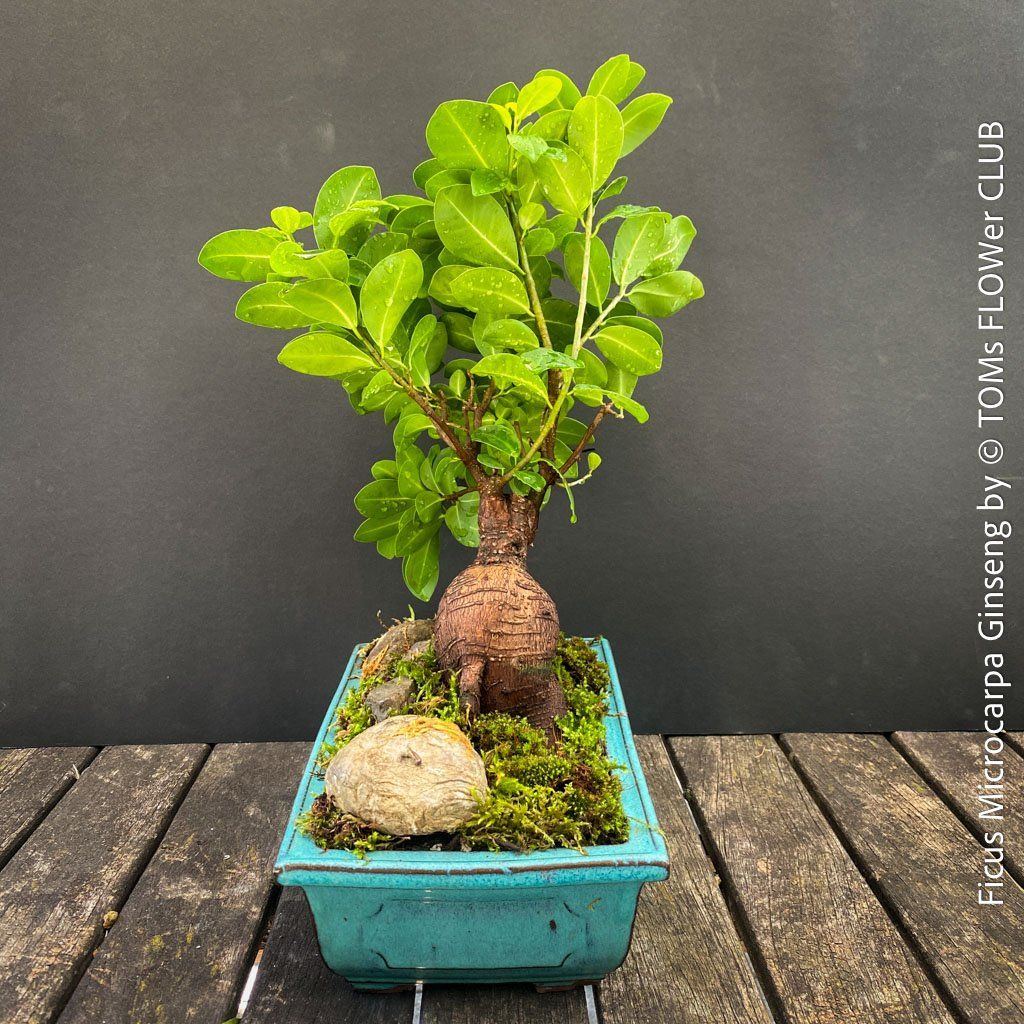 Piante & sementi: Ficus Microcarpa Ginseng - Bonsai-Form – Nuovo e nell'imballaggio originale da Adliswil venduto da astom369 7