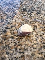 Coquillage décoratif: souvenir de vacances d'été 🐚🌊☀️ (50)