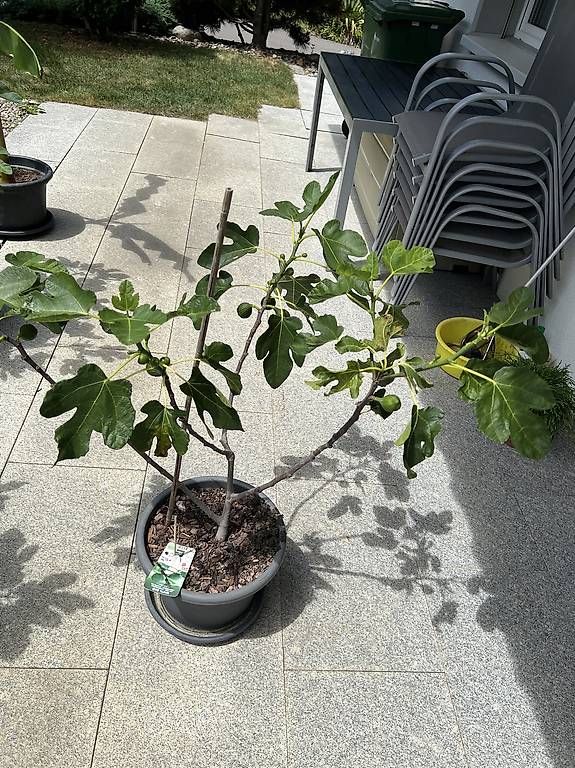 Pflanzen & Samen: Feigenbaum inkl. Topf  – Gebraucht aus Riniken von Rikaner
