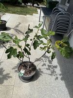 Feigenbaum inkl. Topf 