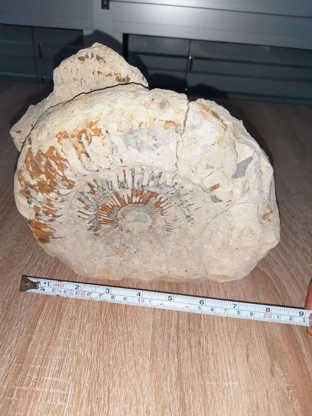 Fossili: Versteinerung Ammonit gross – Usato da Derendingen venduto da MKGartenpflege26