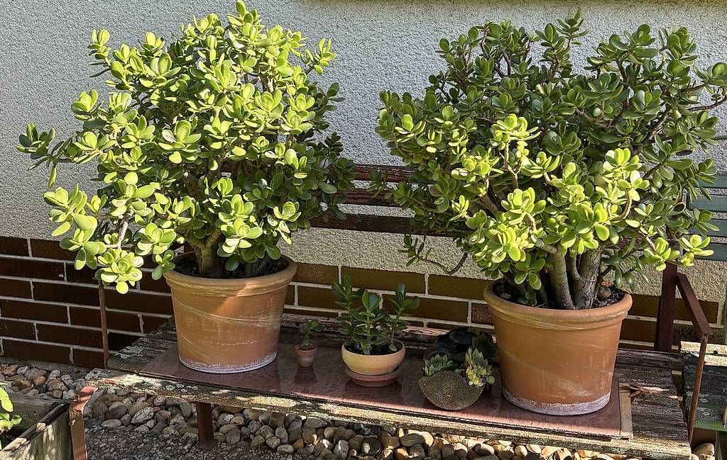 Pflanzen & Samen: Wunderschöner Geldbaum  – Neu und originalverpackt aus Oberdiessbach von ahoj1