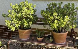 Wunderschöner Geldbaum 