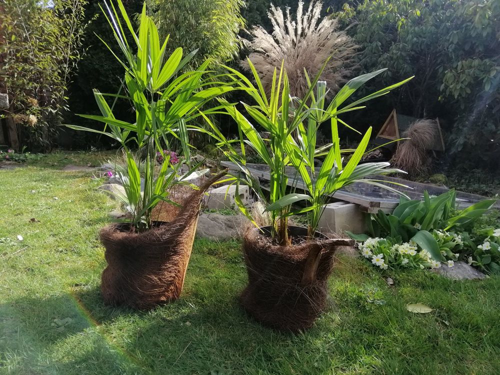 2 Dekorative Tessiner Palmen | Kaufen auf Ricardo