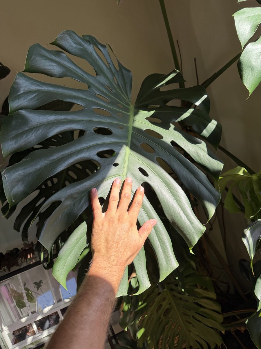 Piante & sementi: Monstera deliciosa XXL – Usato da Chernex venduto da Jolney 1