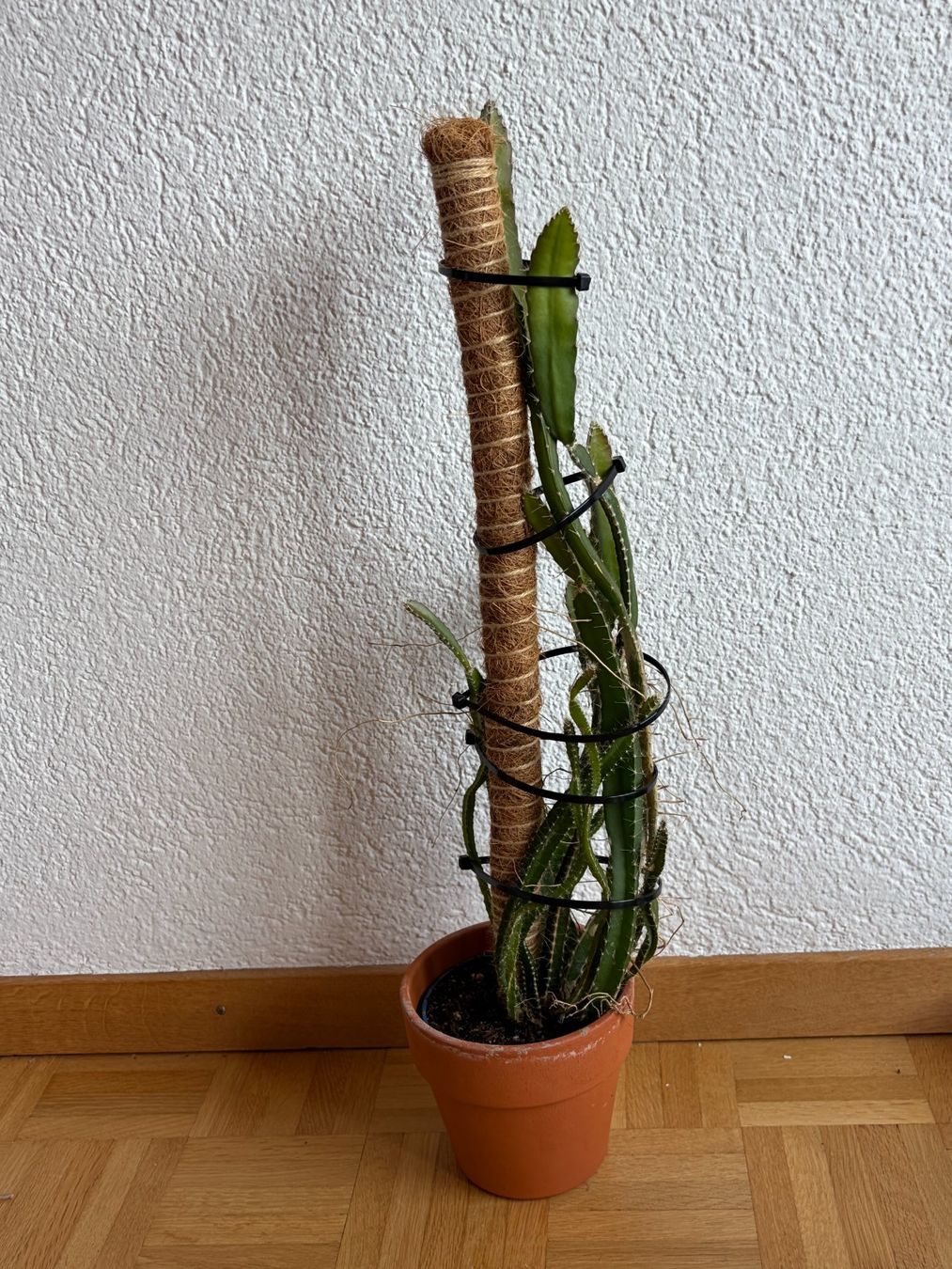 Pflanzen & Samen: Drachenfrucht-Pflanzen, (rotfleischige Drachenfrucht) – Gebraucht aus Boll von NRie