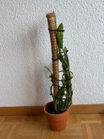 Drachenfrucht-Pflanzen, (rotfleischige Drachenfrucht)