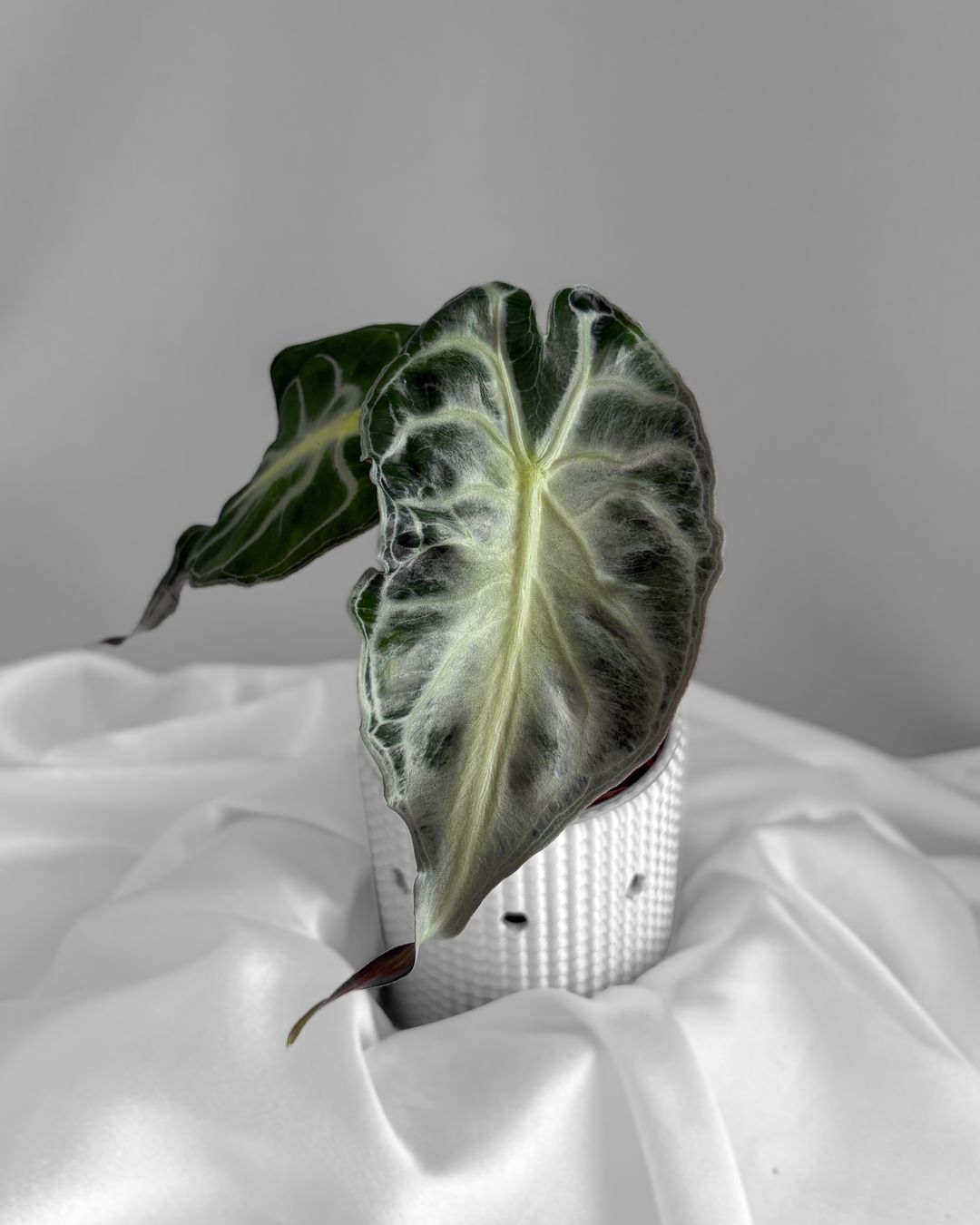 Piante & sementi: Alocasia Venom – Nuovo (secondo la descrizione) da Seuzach venduto da animaplants