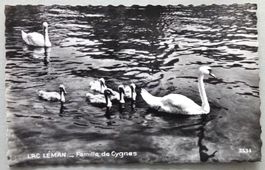 Lac Léman - Famille de Cygnes