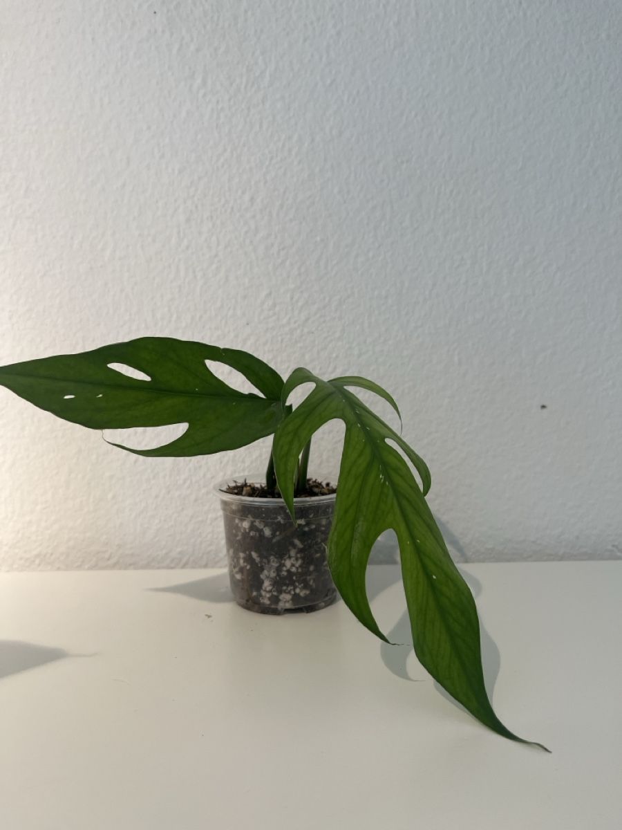 Pflanzen & Samen: Epipremnum baltic blue im Becher – Gebraucht aus geroldswil von Ahornblatt70